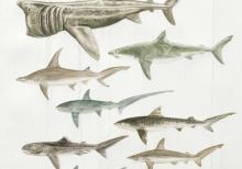 A Selection of the Worlds Most Endangered Sharks